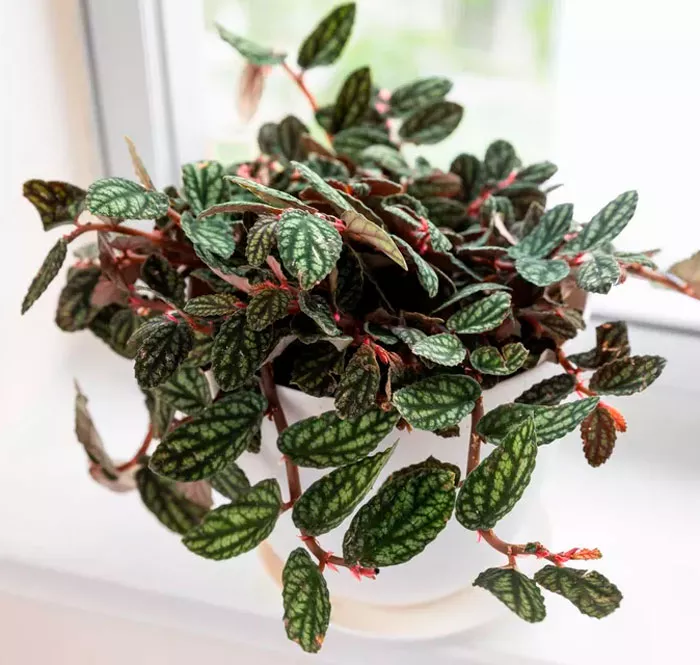 Пеллиония  плант микс d8 10 ХР 