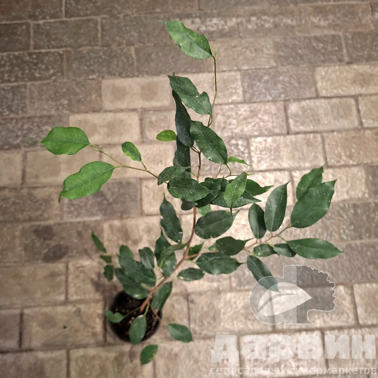 Фикус Бенджамина d12 Tim 