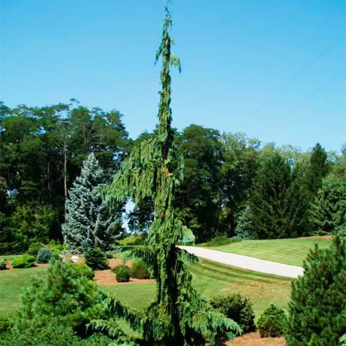 Растение кипарисовик нутканский Грин Арроу 80-100 cm cont. 7,5L Mt 