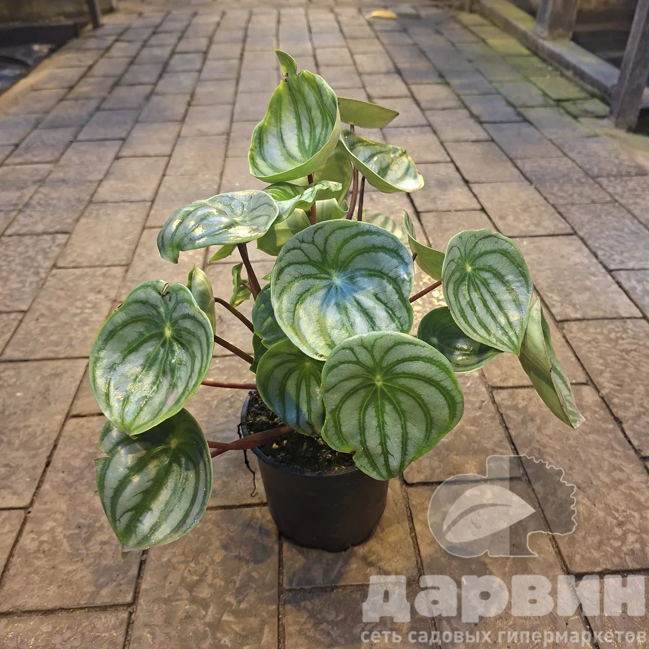 Пеперомия Аргирея d11 Tim 