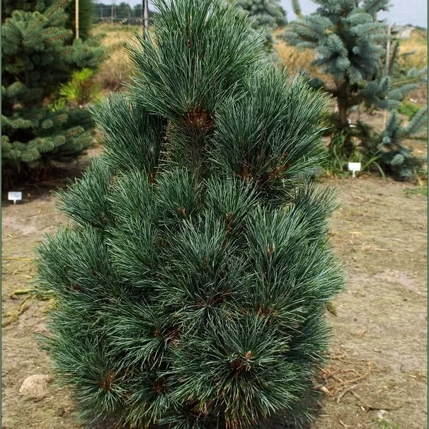 Растение сосна кедровая 100-125см 