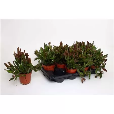 Рипсалис Агудоенсис d12 h15 