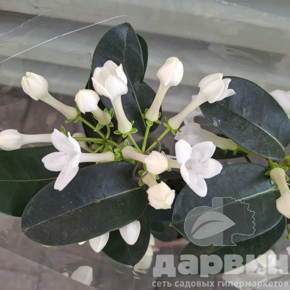 Стефанотис Флорибунда d12 h40 