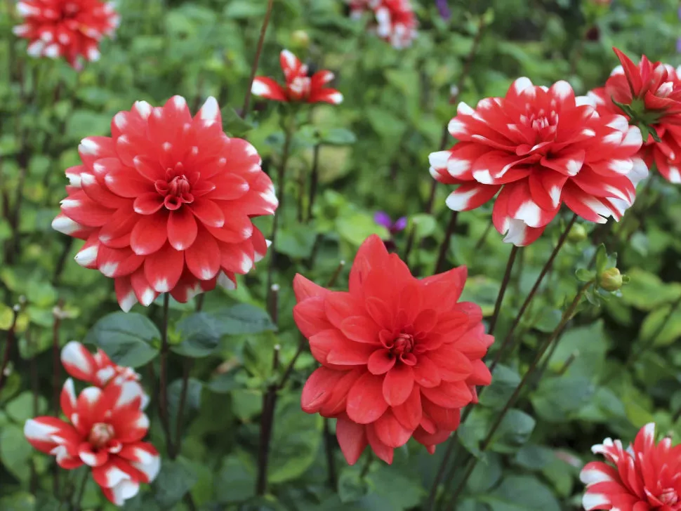 Клубень георгина Киото (I) 1шт/уп 