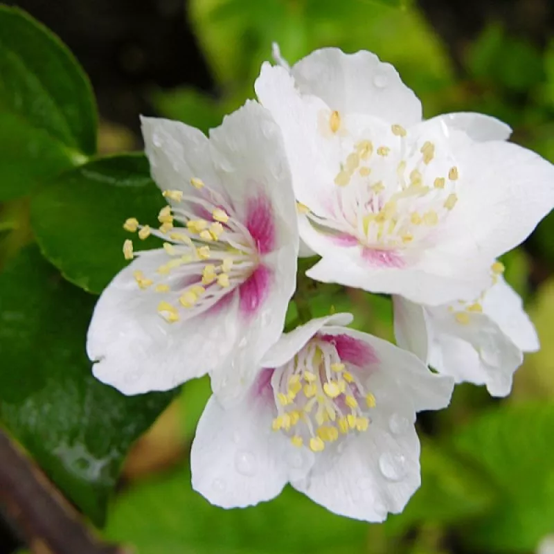 Чубушник Бель Этуаль c2 h40-60 UL 