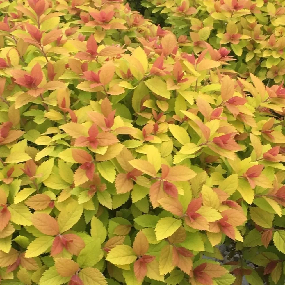 Спирея японская Макрофила v2 Lav 