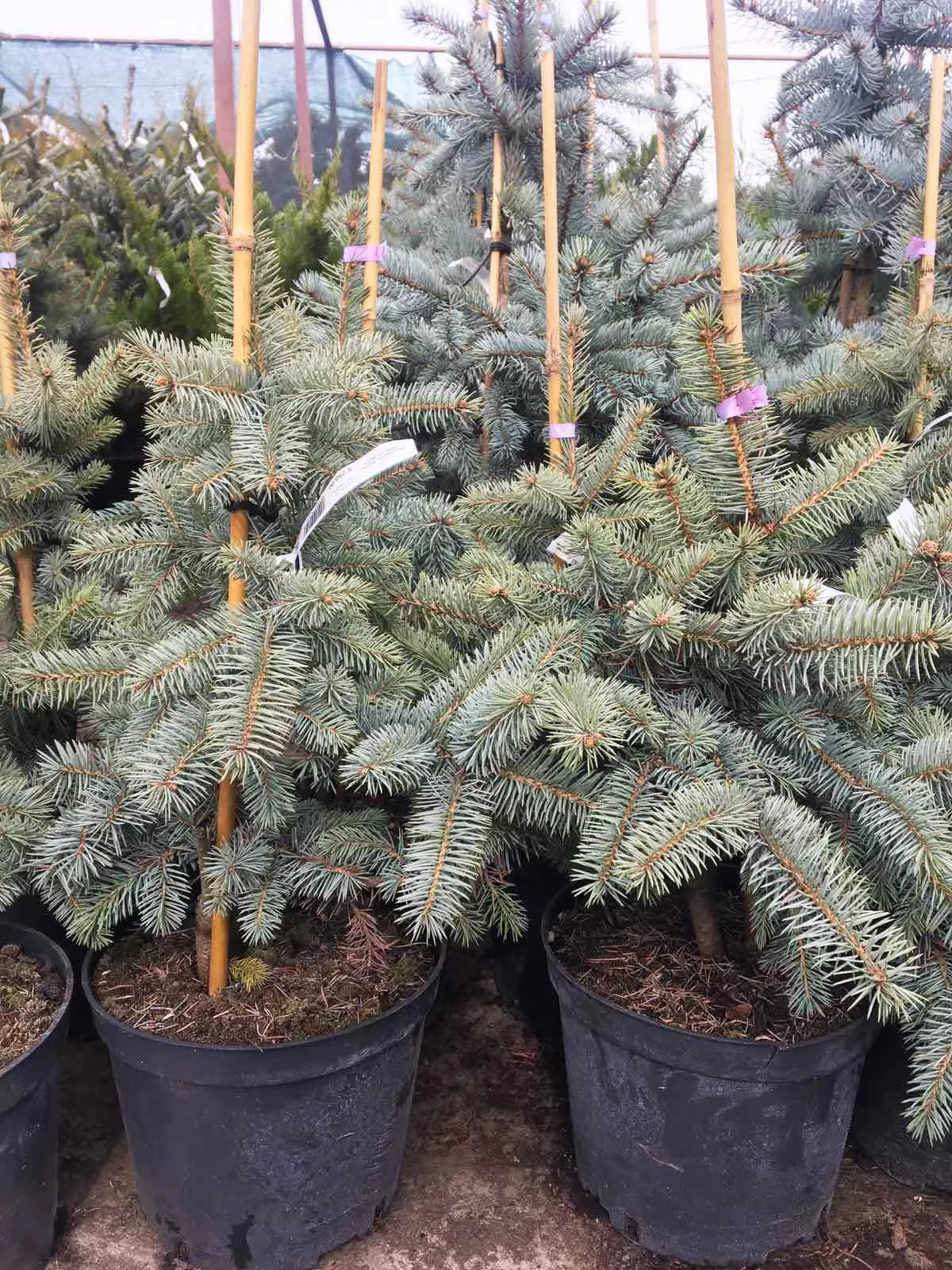 Ель колючая Костер v7,5 40-50 Tw 