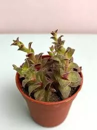 Крассула Эксилис Пиктурата d7 h8 