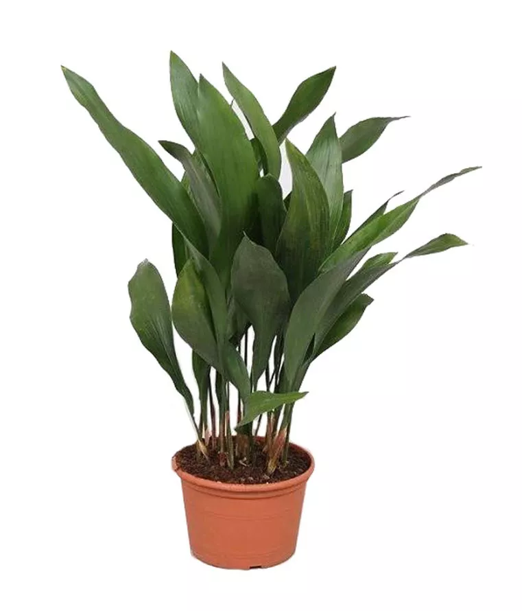Аспидистра элатиор d17 h70 