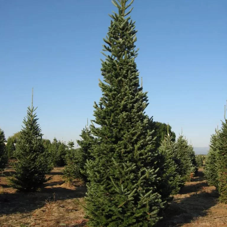 Пихта белая h180-200 