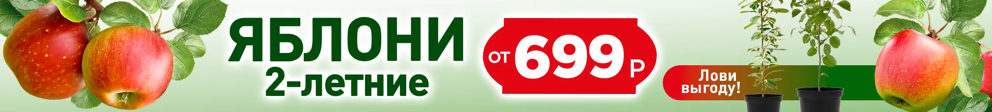 Яблоня от 699 руб