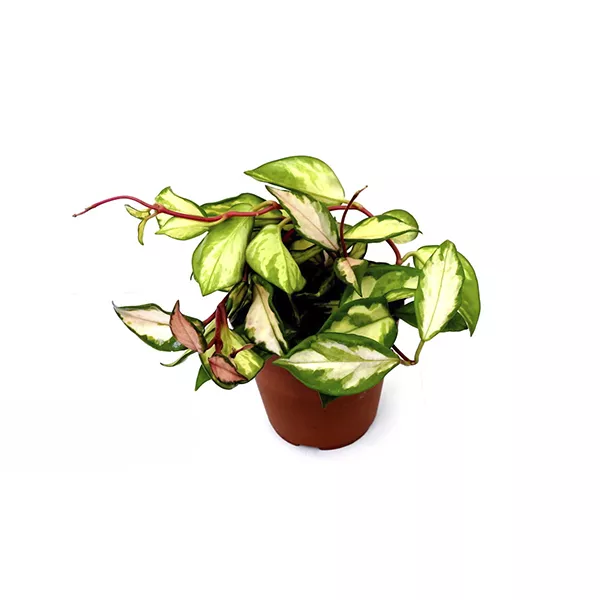 Хойя Триколор в ассортименте d12 