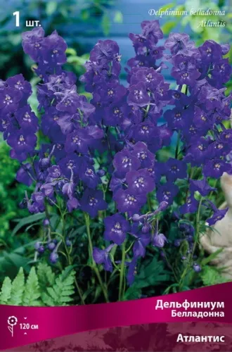 Кореневище Дельфиниум белладонна Атлантис 1шт Поиск 