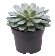 Эхеверия Элеганс d5 h8 