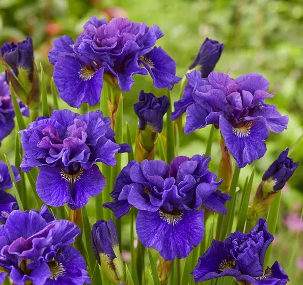 Луковица Ирис сибирский Конкорд Краш 1 шт Поиск 