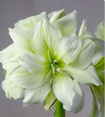 Луковица Амариллис махровый Мэрилин 1шт Поиск 