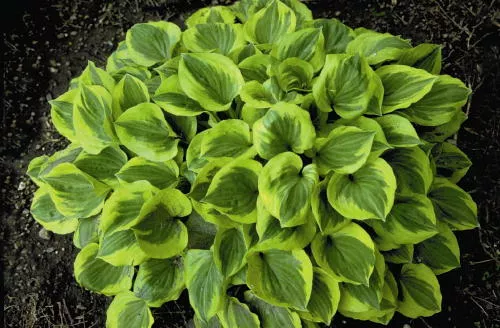 Хоста Гранд Тиара v2 