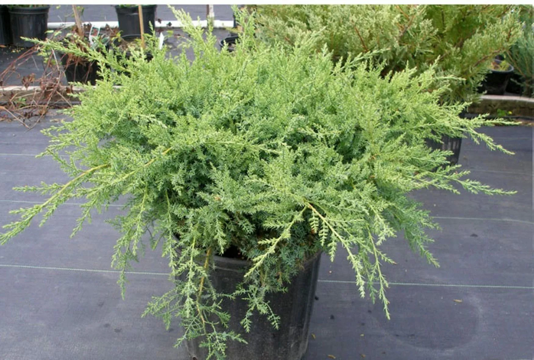 Можжевельник средний Пфитцериана Компакта v2 Tim 