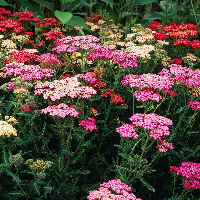 Тысячелистник Саммер Пастель d12 ХР 