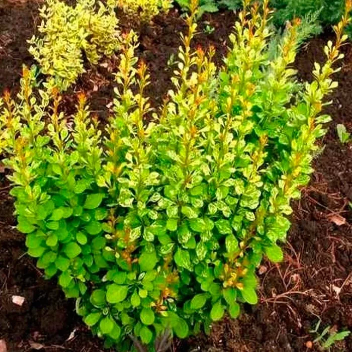 Барбарис тунберга Поувов c2 Kur 