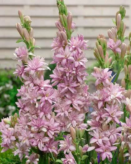 Корневище Полиантес тубероза Сенсейшн 12/14 3 шт 