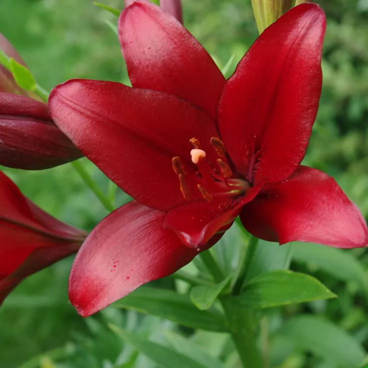 Лилия ла-гибрил Ред Алерт d 10 Tim 