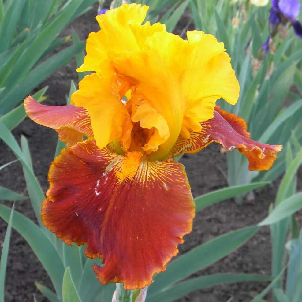 Корневище НВМ Ирис Германский Олл Зет Джаз (I) 1шт 