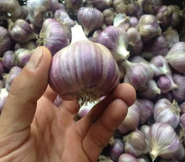 Чеснок Любаша