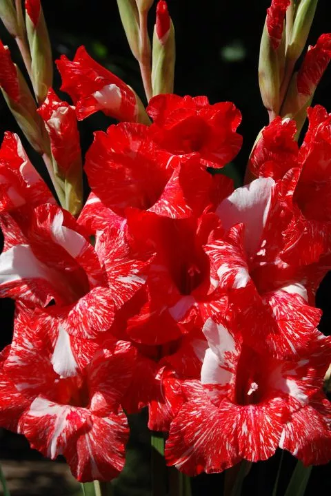 Луковица Гладиолус  Зизани 14/16  10 шт/уп 