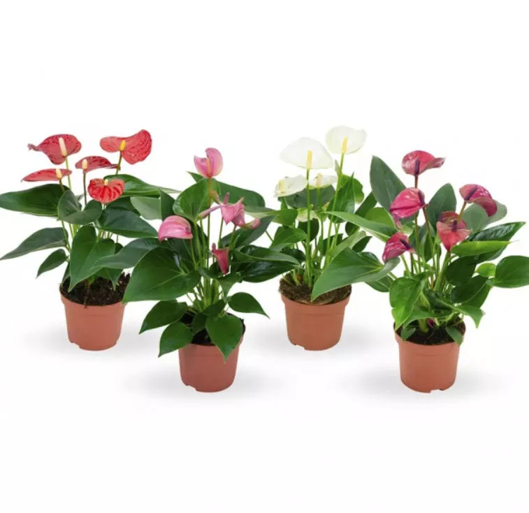 Антуриум Андреанум Фламинго микс d9 h40 