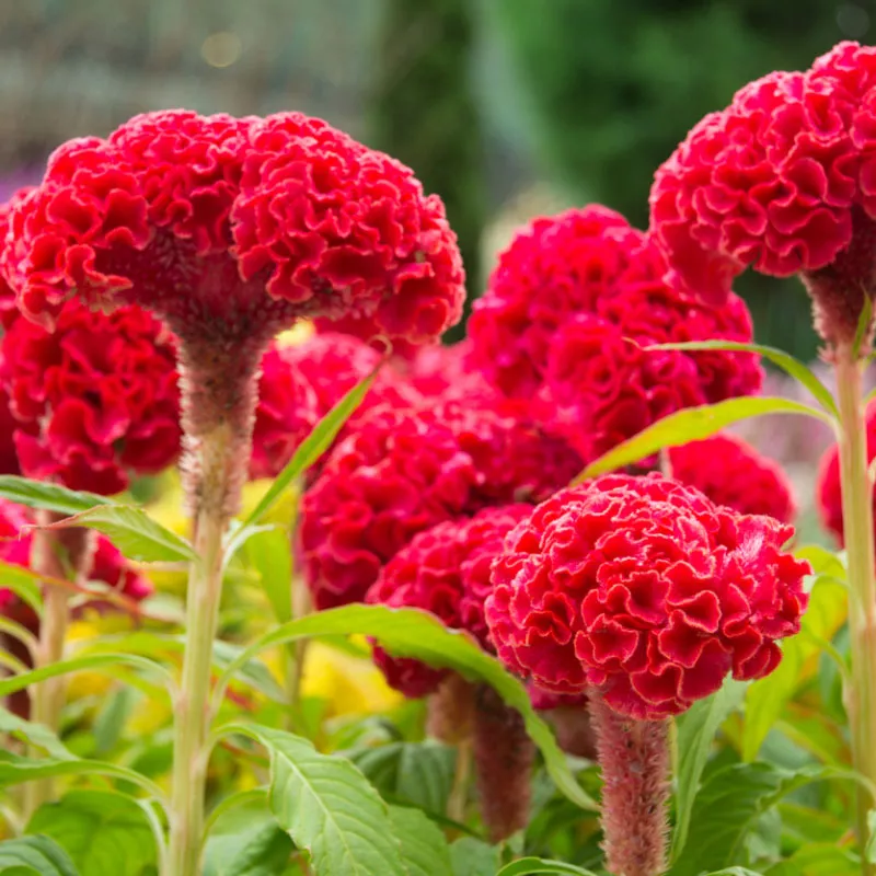 Целозия гребенчатая кассета 4шт ЕГ 