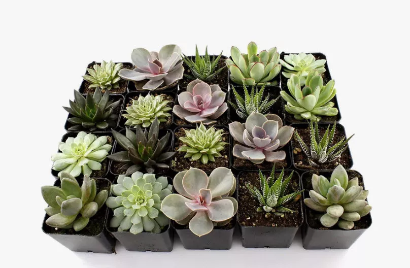 Суккулент микс d5 h10 ЯР 