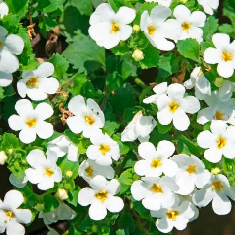 Бакопа в кашпо d23 Tim 