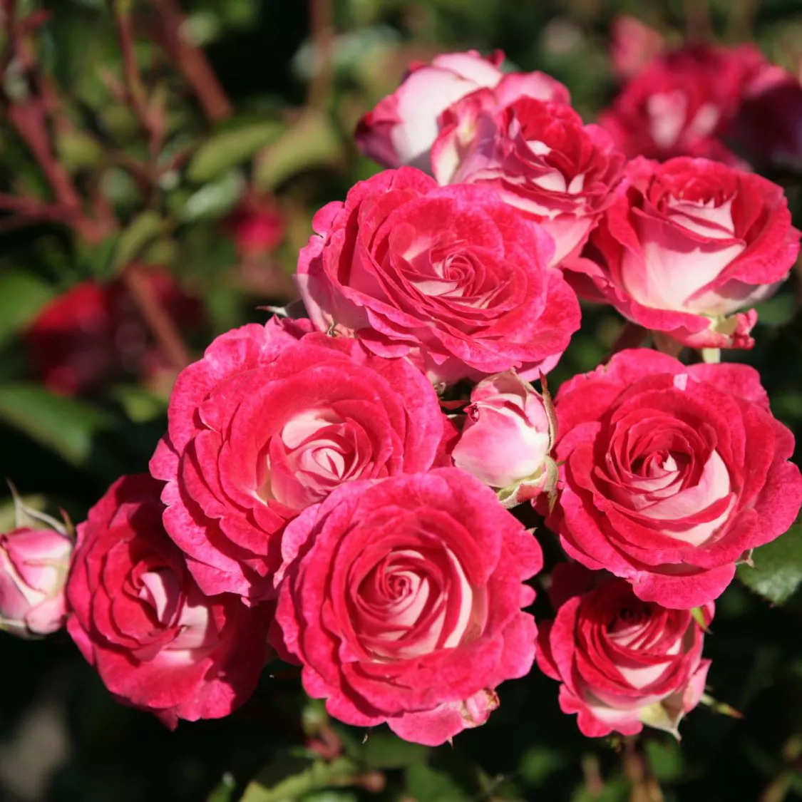 Роза флорибунда Шоне Кобленцерин v5 Dem 