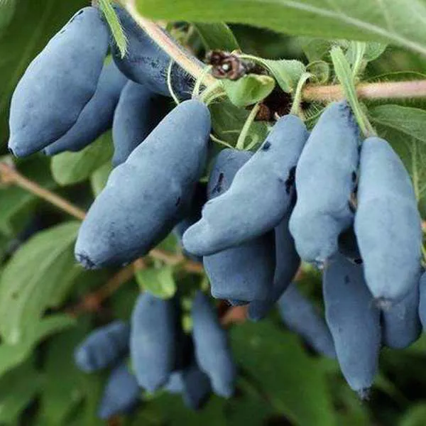 Жимолость Длинноплодная Р9 Tim 