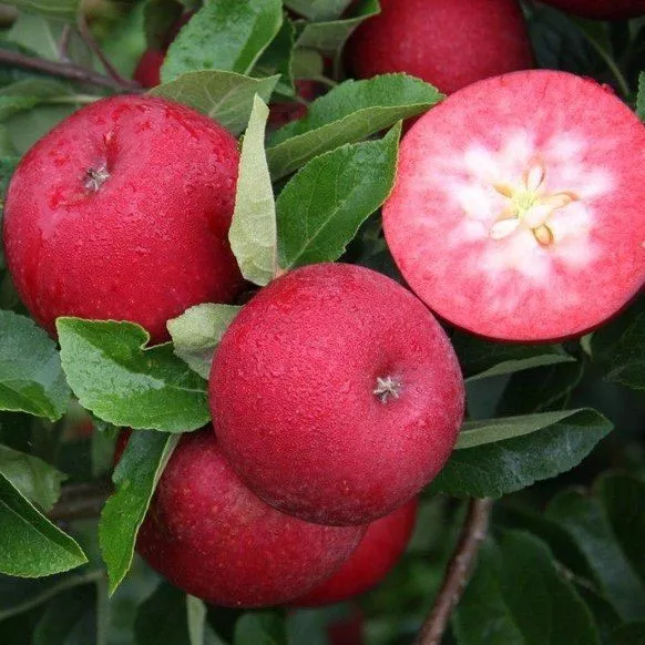 Яблоня Байя Мариса красномясая 90-150 v7,5 Tim 
