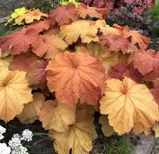 Гейхера Мега Карамель С2 ,ЦО 