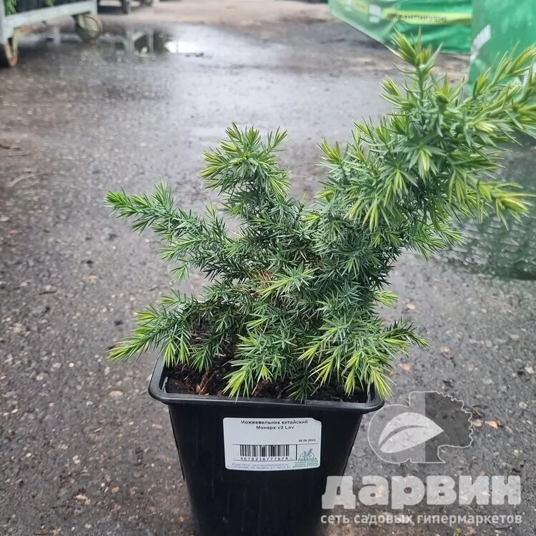 Можжевельник китайский Монарх v2 Lav 