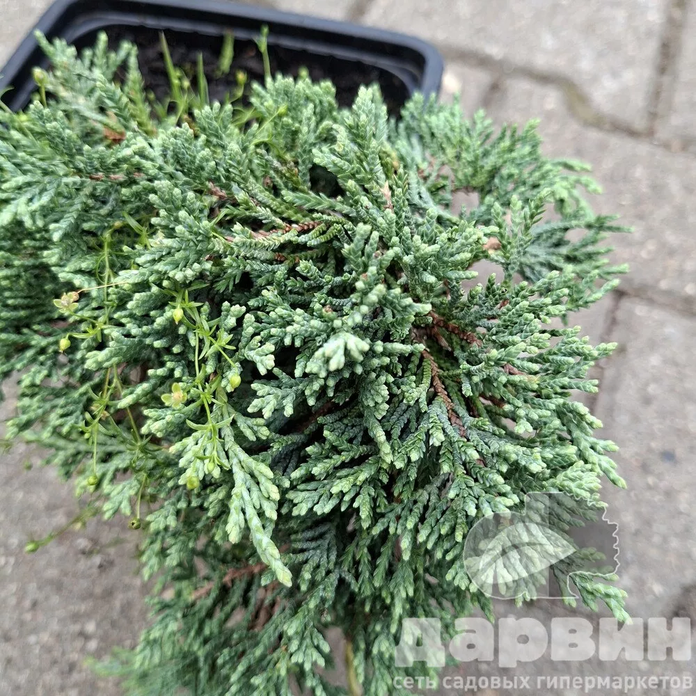 Можжевельник горизонтальный Айси Блю v2 Lav 