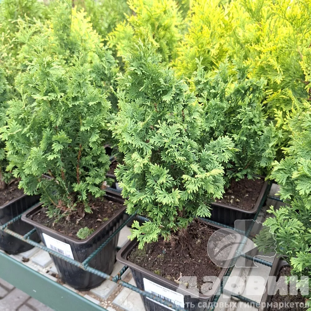 Туя западная Дегрут Спайр v2 Lav 