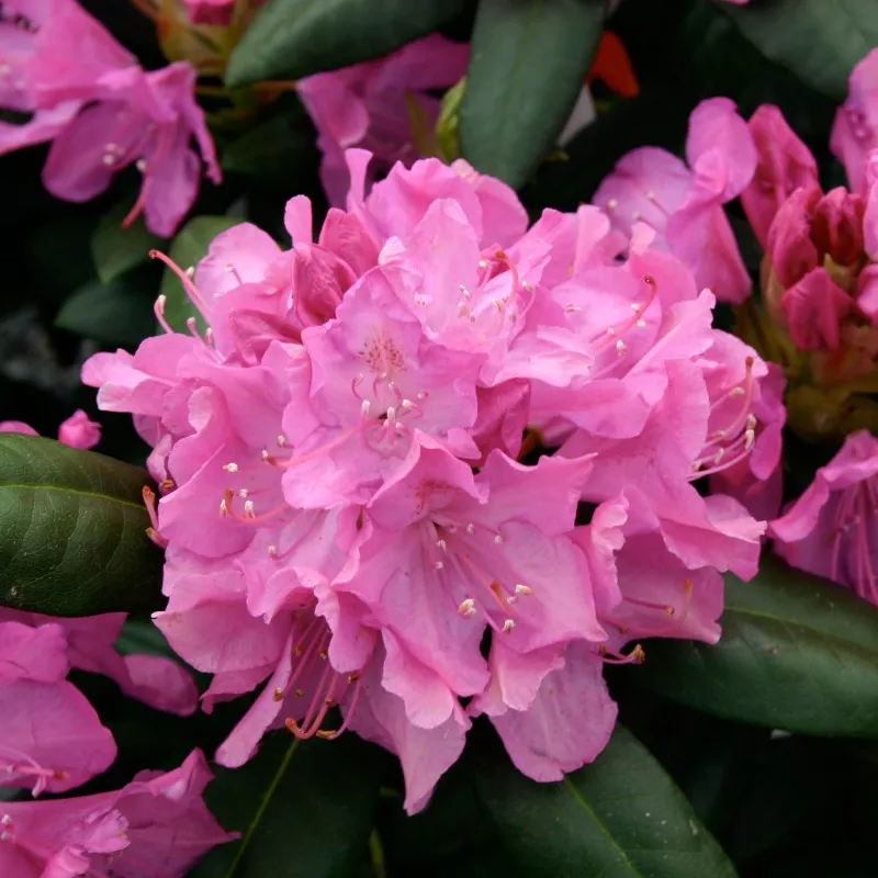 Рододендрон Катевбиенский v2-3 Tim-FT 