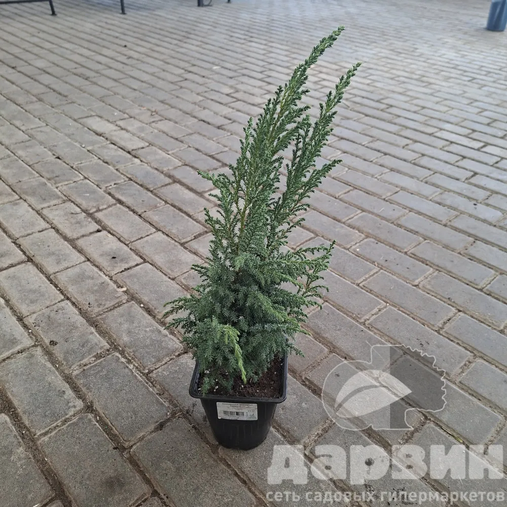 Можжевельник чешуйчатый Лодери v2 Lav 