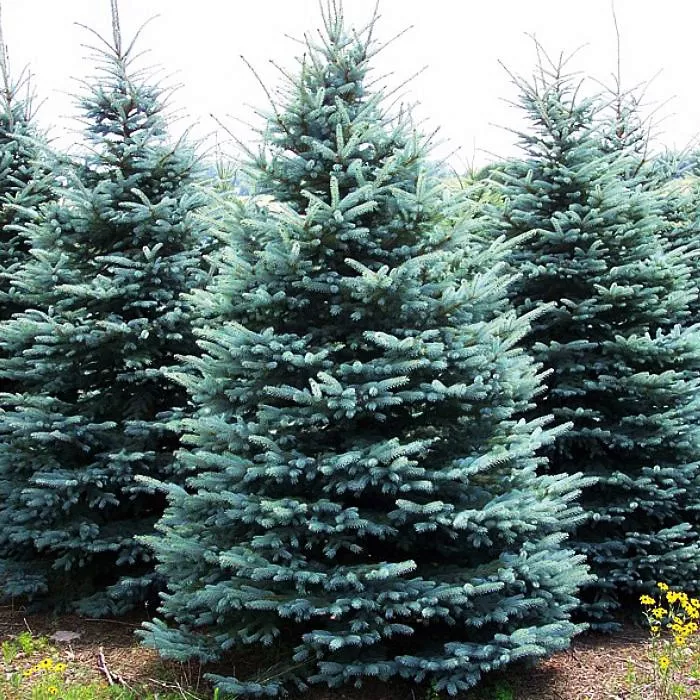 Ель колючая Glauca Arizona/Kaibab С3-5 Tim 