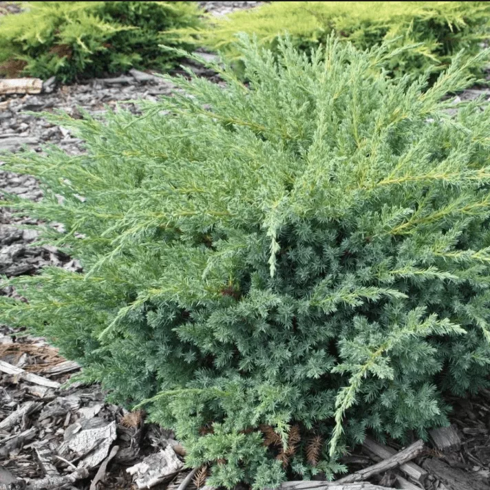 Можжевельник чешуйчатый Блю Свид v2 Lav 