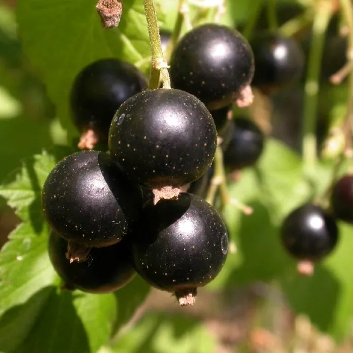 Смородина  Бен Тисен, черная v5 Tim 