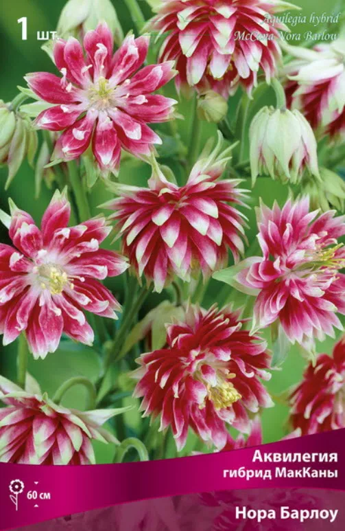 Корневище Аквилегия гибрид Мак Каны Нора Барлоу  1шт. Поиск 