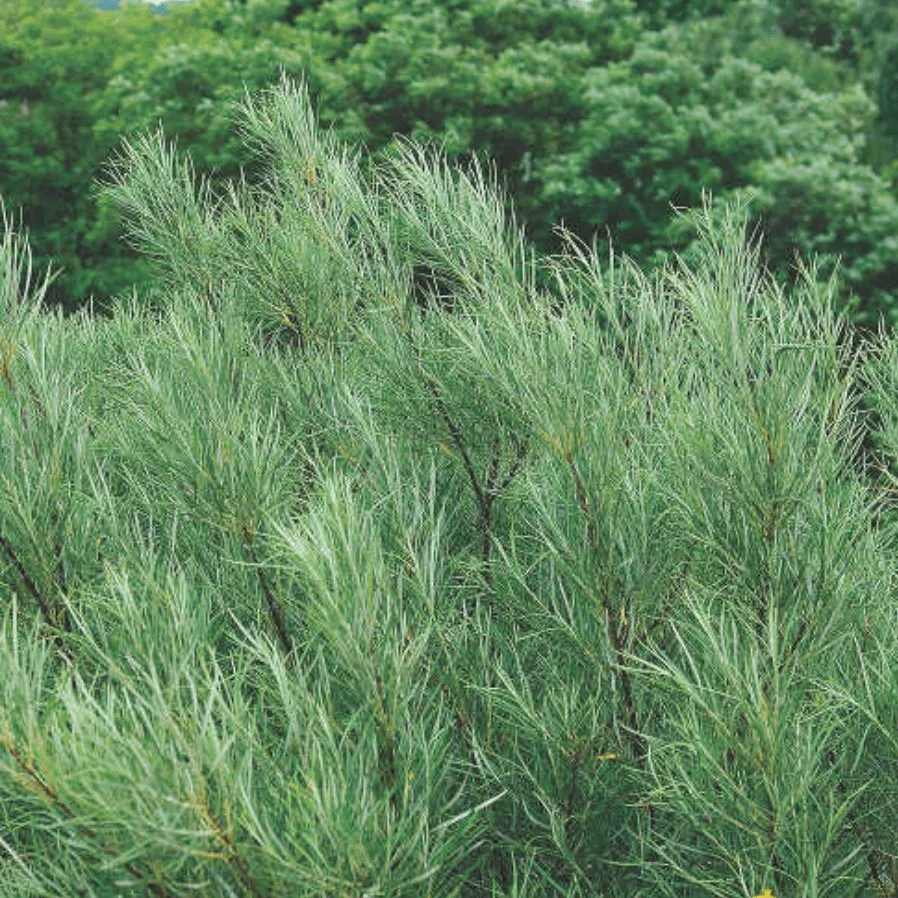 Ива сизоватая Ангустифолия h60-80 Tw 