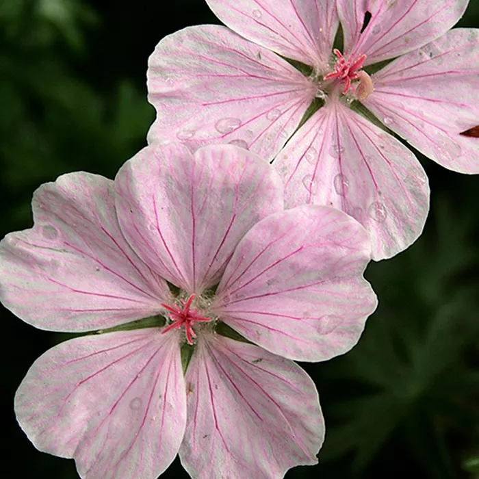 Корневище Герань Стриатум I 
