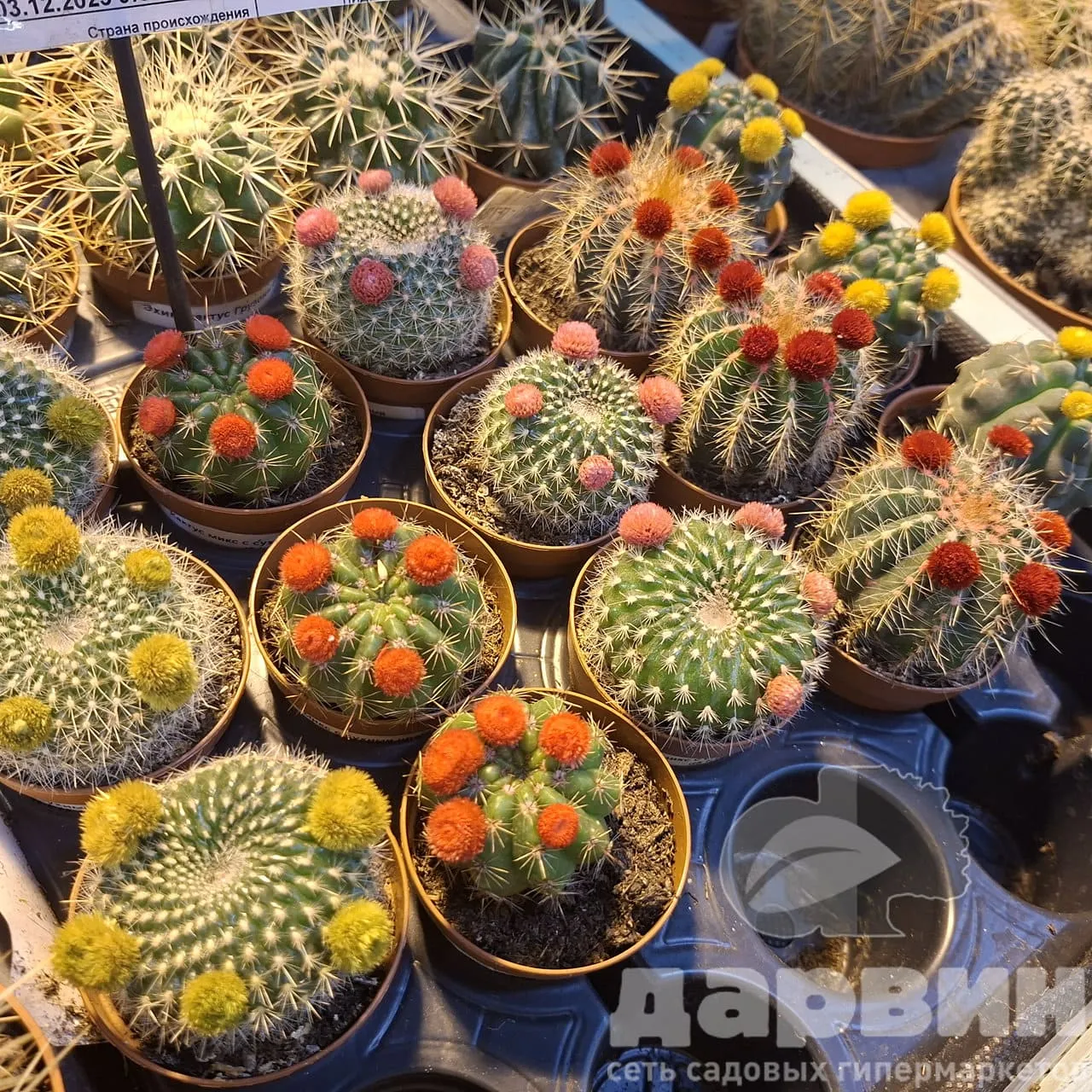 Кактус микс с сухими цветами d5 h15 