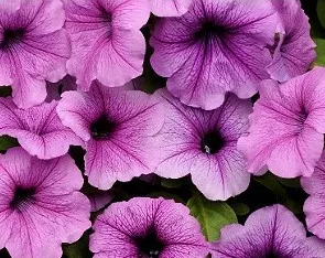 Петуния ампельная d17 